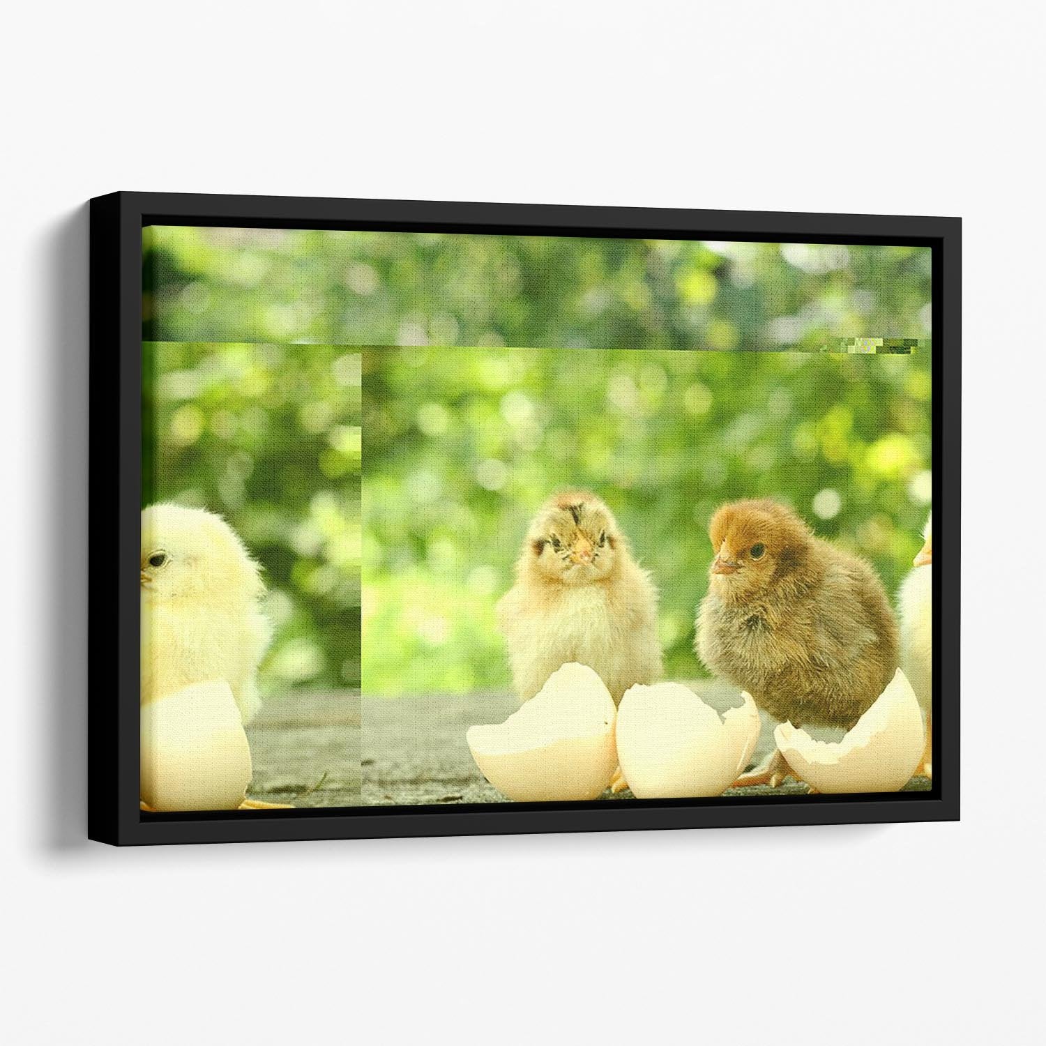 Small chicks and egg shells Floating Framed Canvas - Canvas Art Rocks - 1