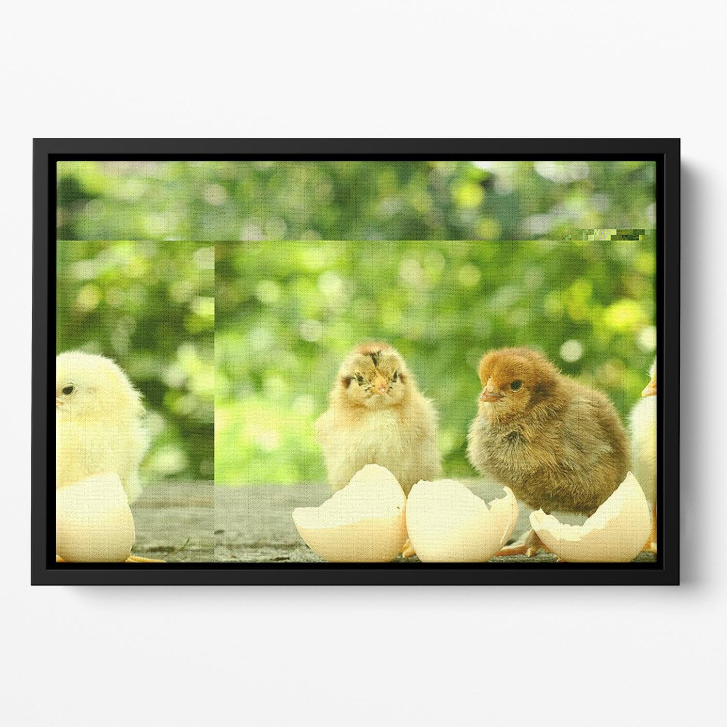 Small chicks and egg shells Floating Framed Canvas - Canvas Art Rocks - 2