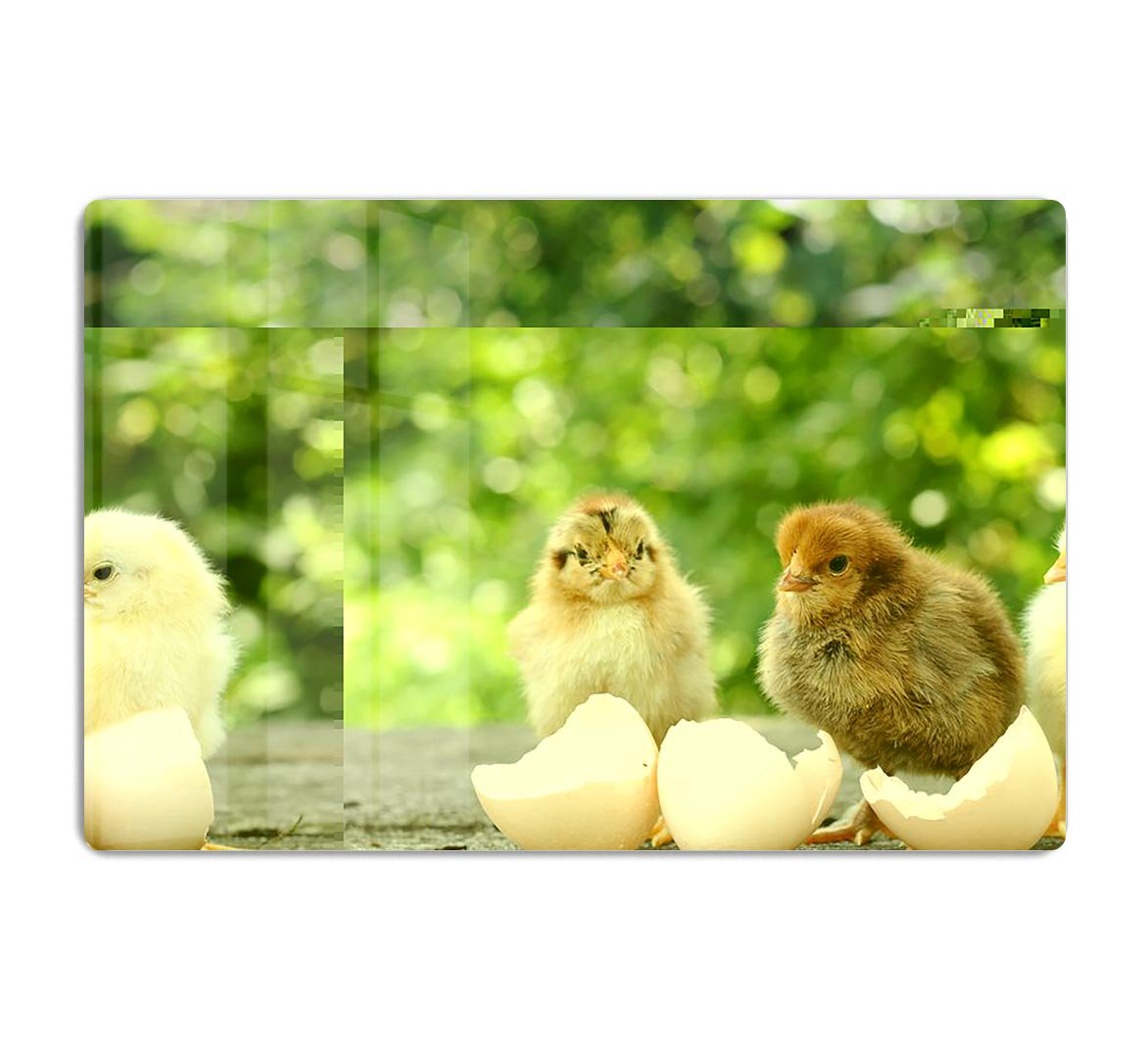 Small chicks and egg shells HD Metal Print - Canvas Art Rocks - 1