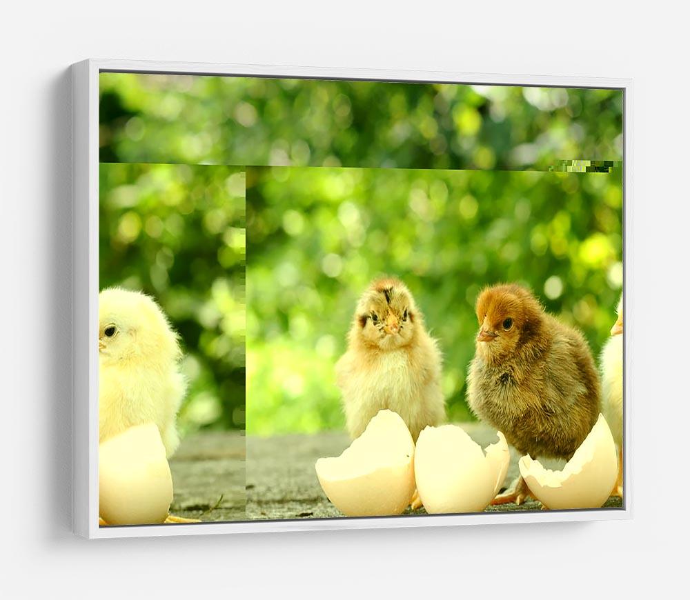 Small chicks and egg shells HD Metal Print - Canvas Art Rocks - 7