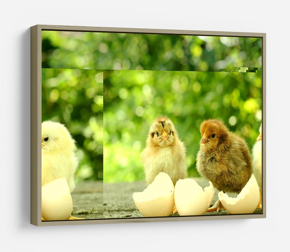 Small chicks and egg shells HD Metal Print - Canvas Art Rocks - 8