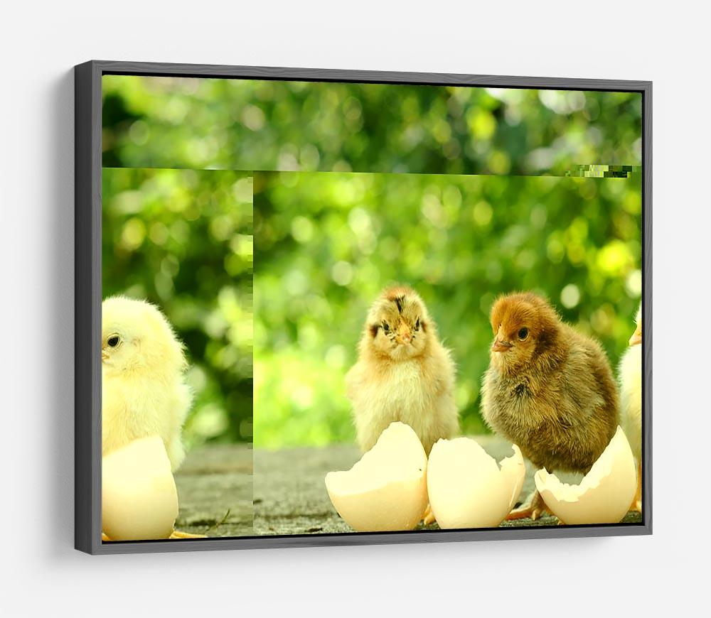 Small chicks and egg shells HD Metal Print - Canvas Art Rocks - 9