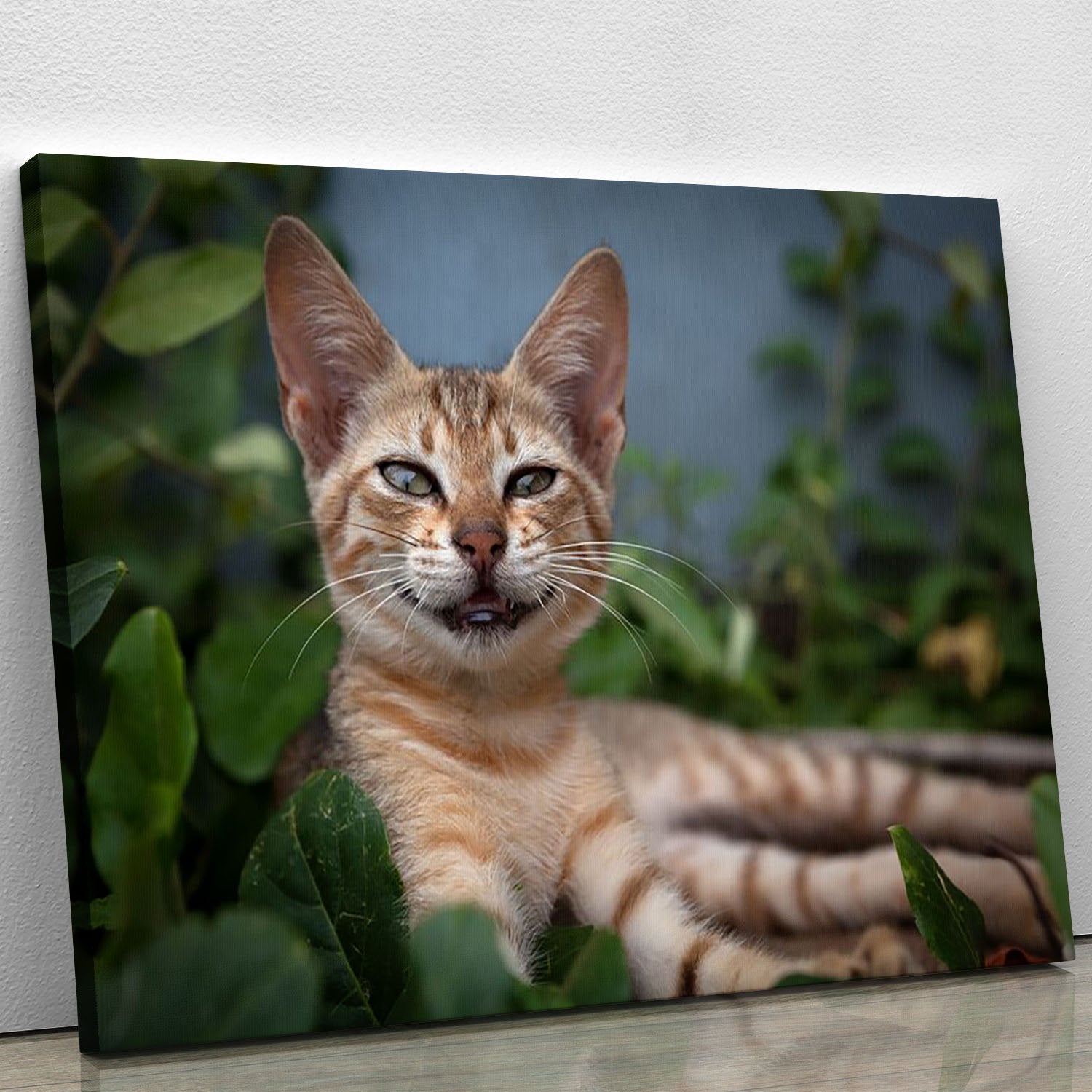 Smiling Cat Canvas Print or Poster