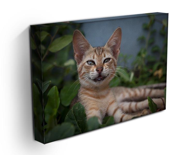 Smiling Cat Canvas Print or Poster - Canvas Art Rocks - 3