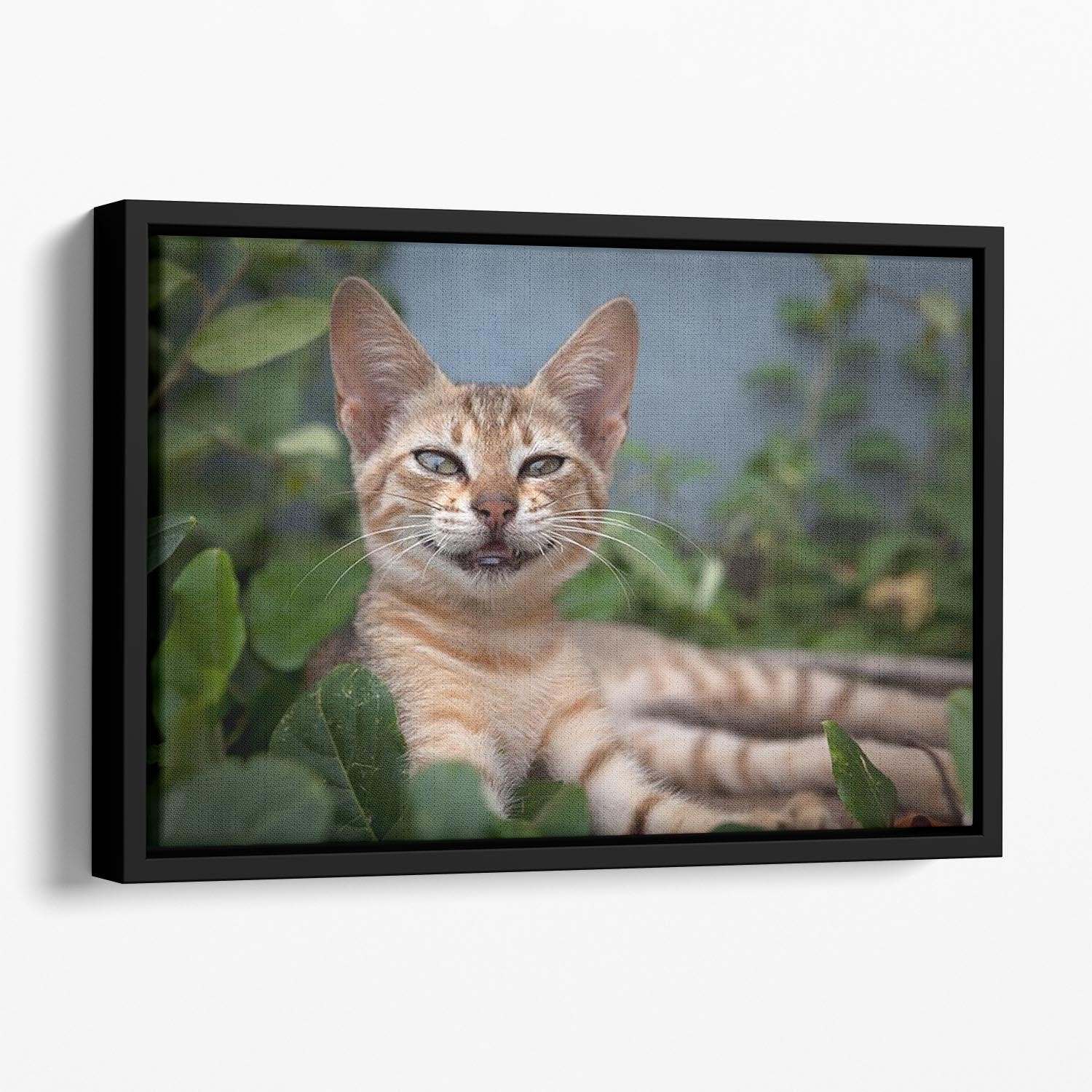 Smiling Cat Floating Framed Canvas - Canvas Art Rocks - 1