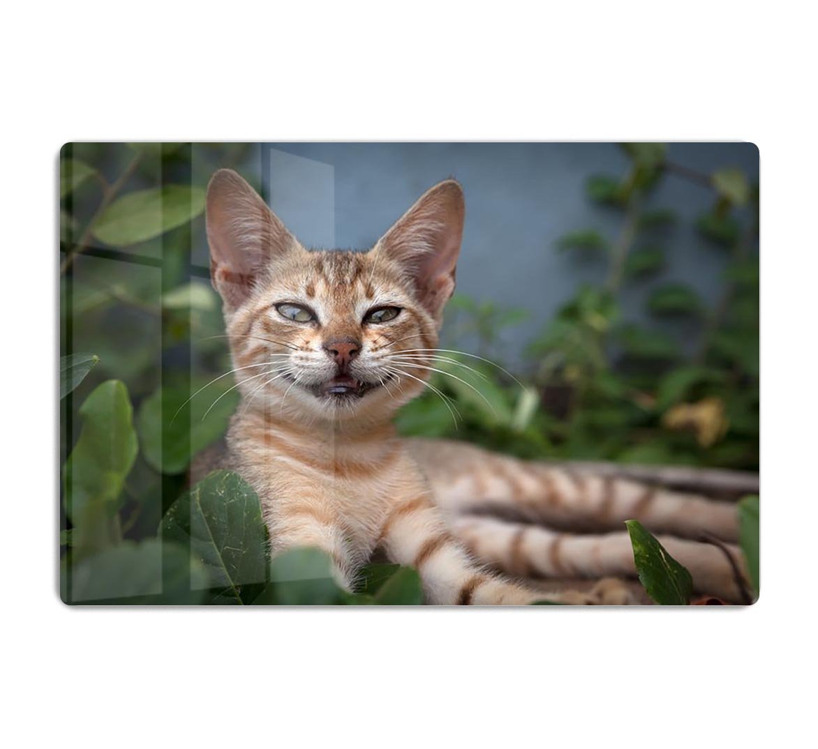 Smiling Cat HD Metal Print - Canvas Art Rocks - 1