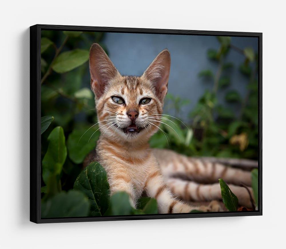 Smiling Cat HD Metal Print - Canvas Art Rocks - 6