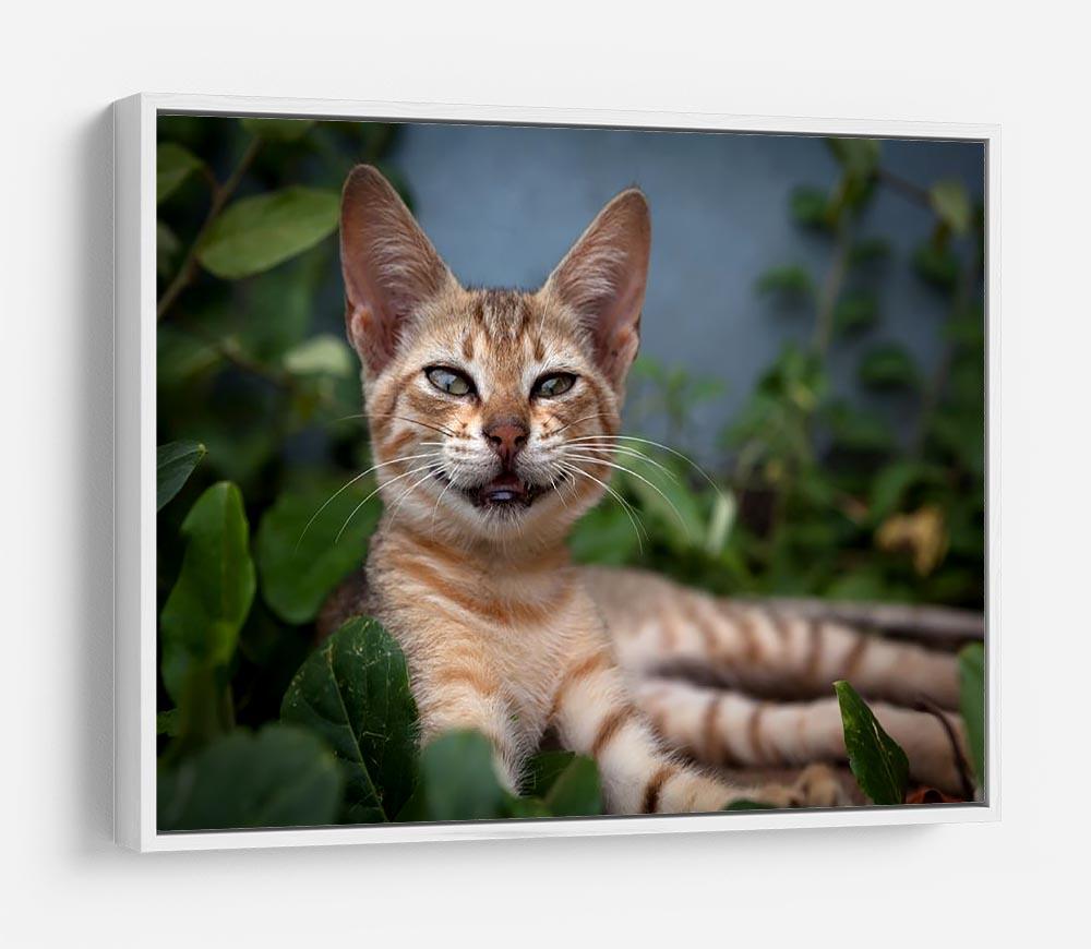 Smiling Cat HD Metal Print - Canvas Art Rocks - 7