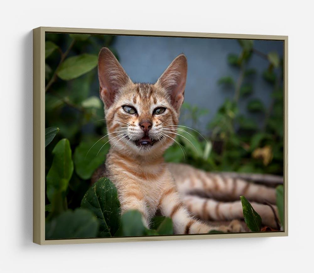 Smiling Cat HD Metal Print - Canvas Art Rocks - 8