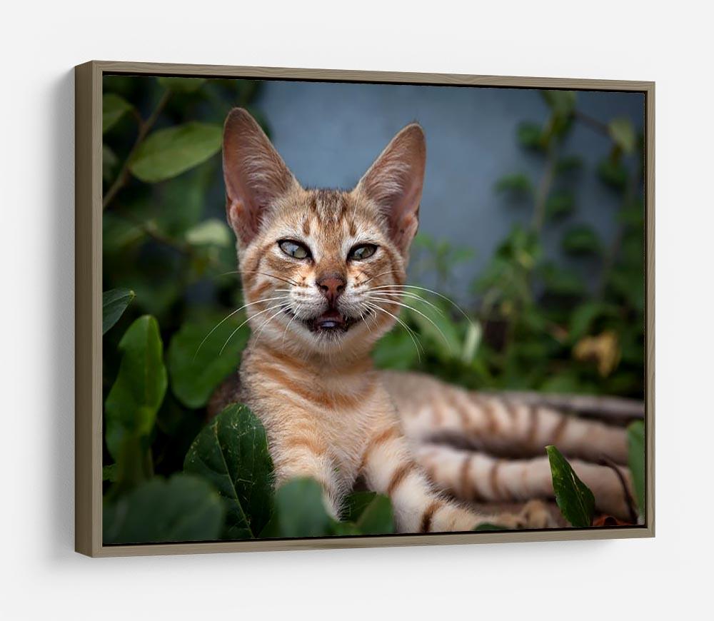 Smiling Cat HD Metal Print - Canvas Art Rocks - 10