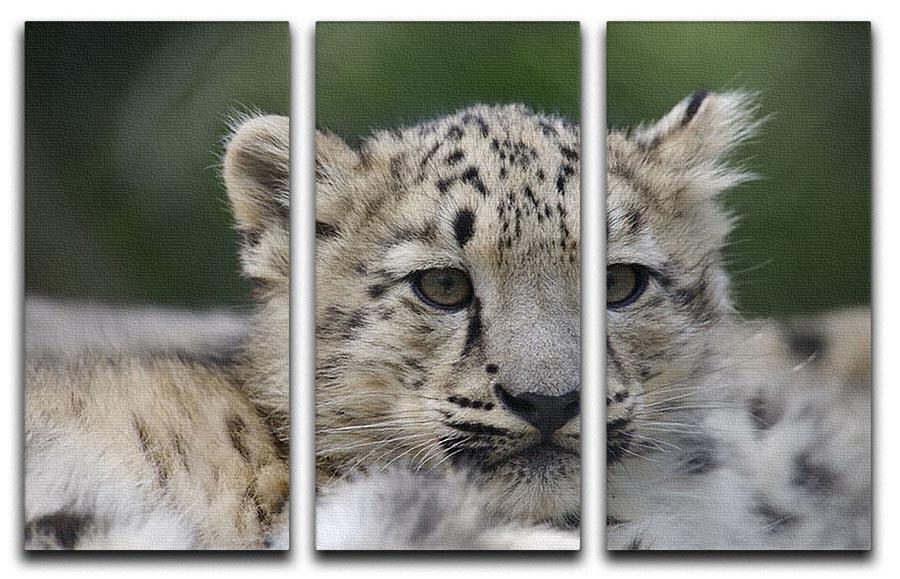 Snow Leopard cubs in the wild 3 Split Panel Canvas Print - Canvas Art Rocks - 1