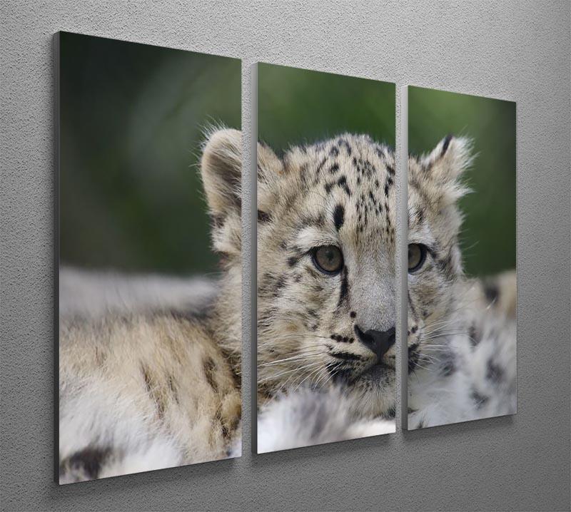 Snow Leopard cubs in the wild 3 Split Panel Canvas Print - Canvas Art Rocks - 2