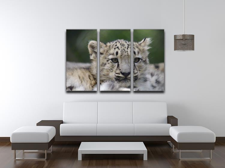 Snow Leopard cubs in the wild 3 Split Panel Canvas Print - Canvas Art Rocks - 3