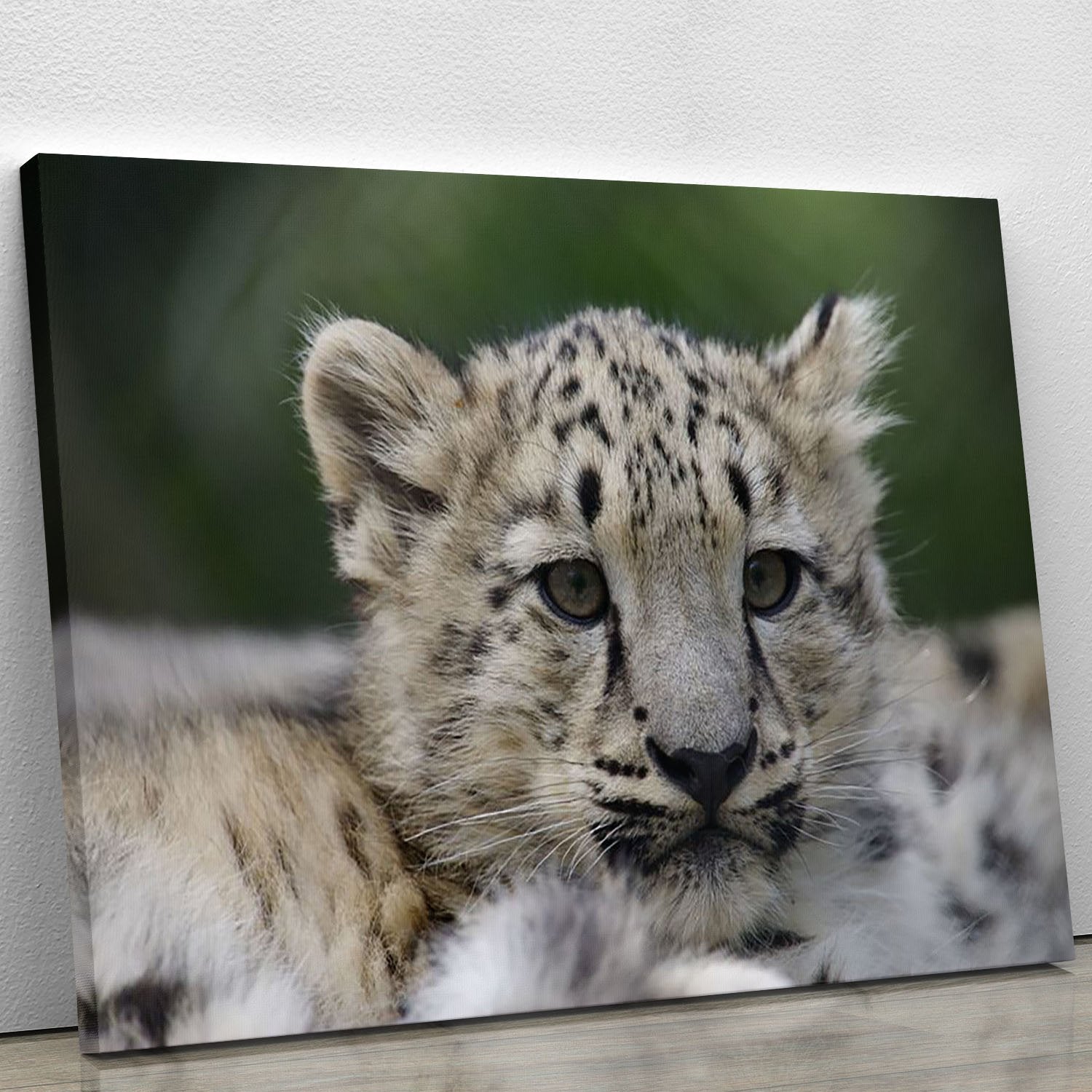 Snow Leopard cubs in the wild Canvas Print or Poster