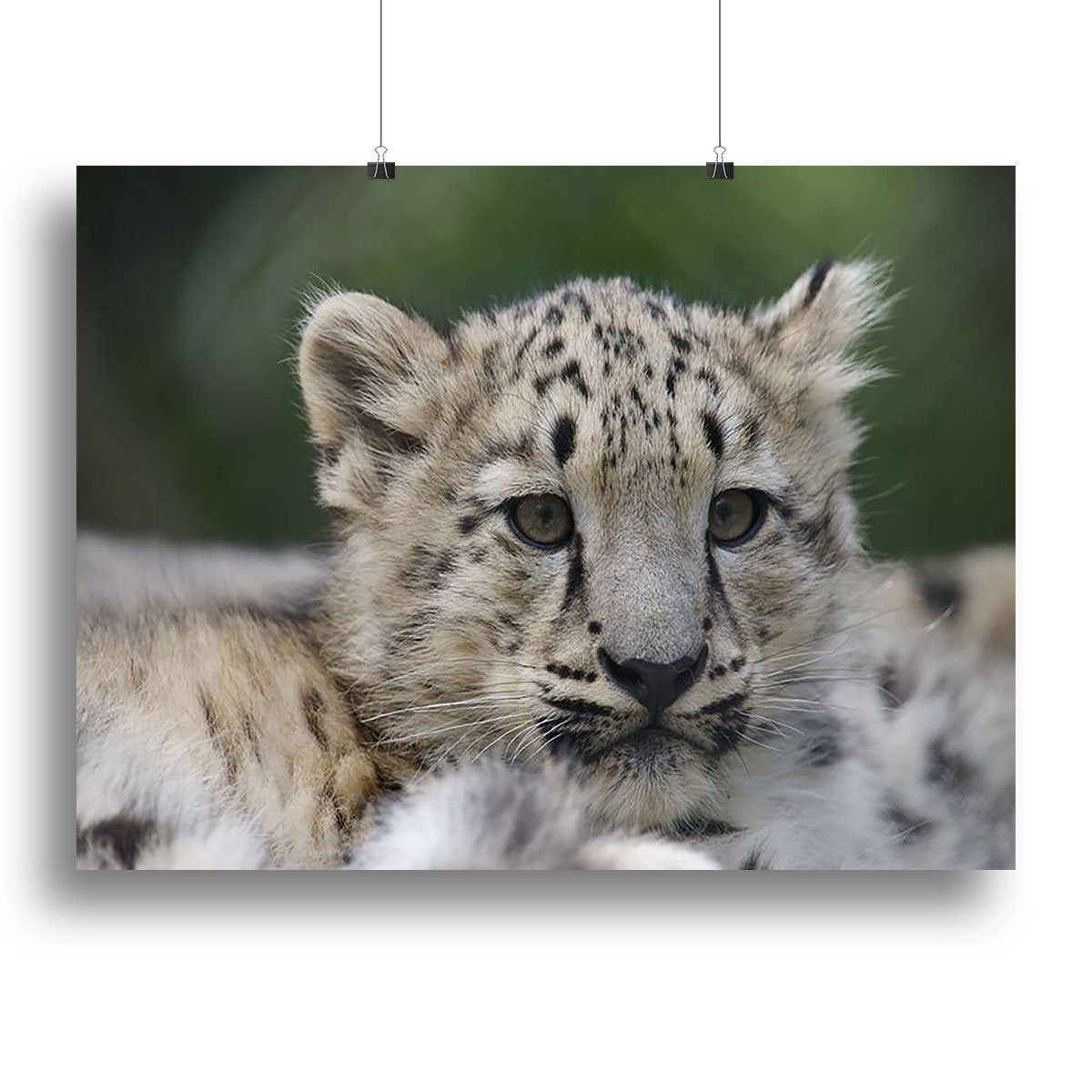 Snow Leopard cubs in the wild Canvas Print or Poster