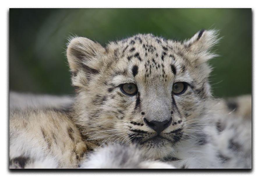 Snow Leopard cubs in the wild Canvas Print or Poster - Canvas Art Rocks - 1