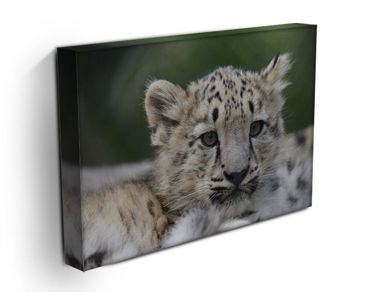 Snow Leopard cubs in the wild Canvas Print or Poster - Canvas Art Rocks - 3
