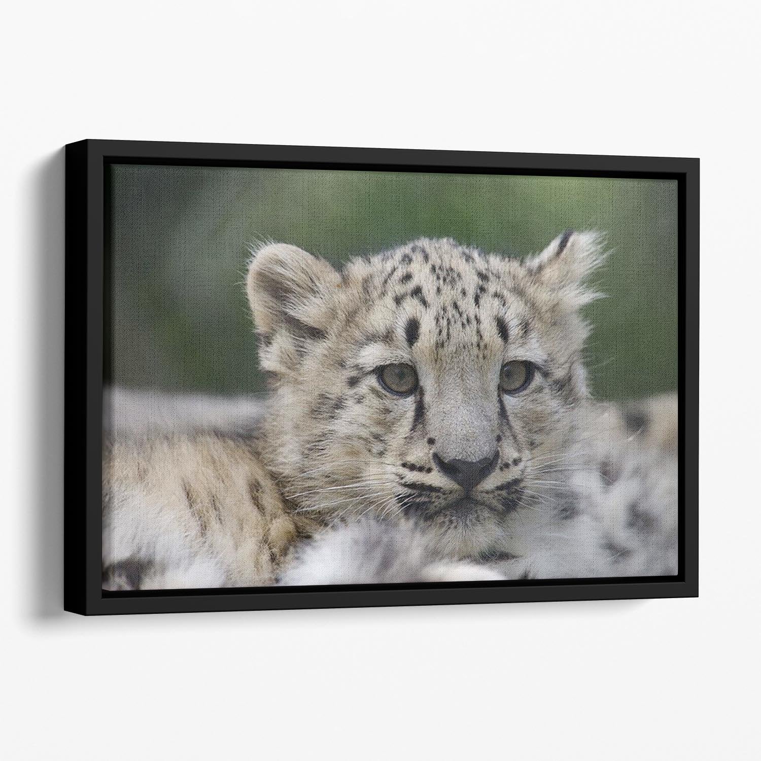Snow Leopard cubs in the wild Floating Framed Canvas - Canvas Art Rocks - 1
