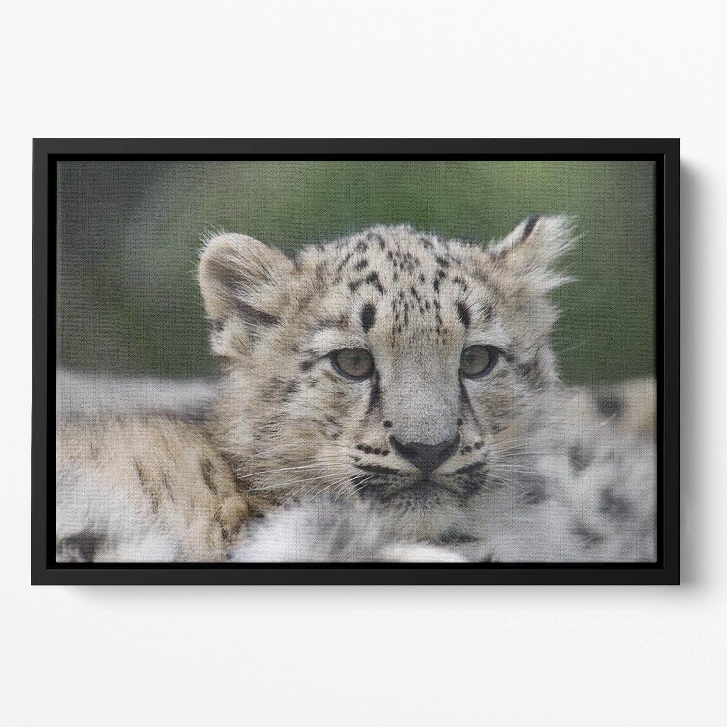Snow Leopard cubs in the wild Floating Framed Canvas - Canvas Art Rocks - 2