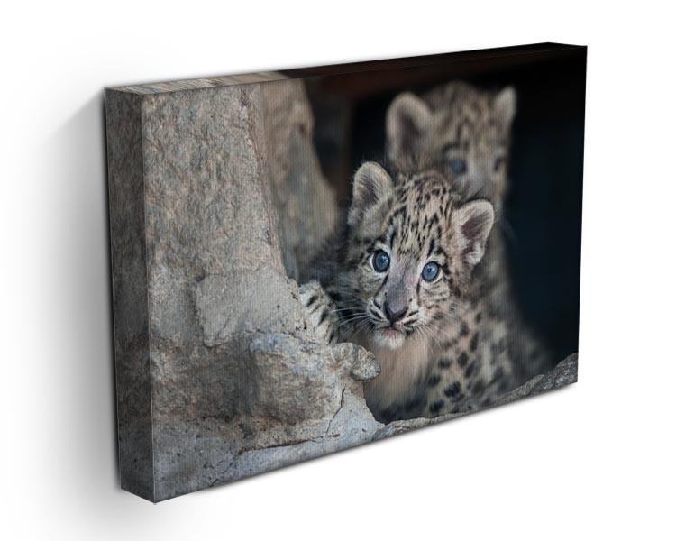 Snow leopard baby portrait Canvas Print or Poster - Canvas Art Rocks - 3