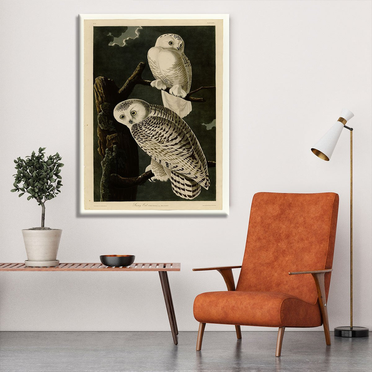 Snowy Owl by Audubon Canvas Print or Poster