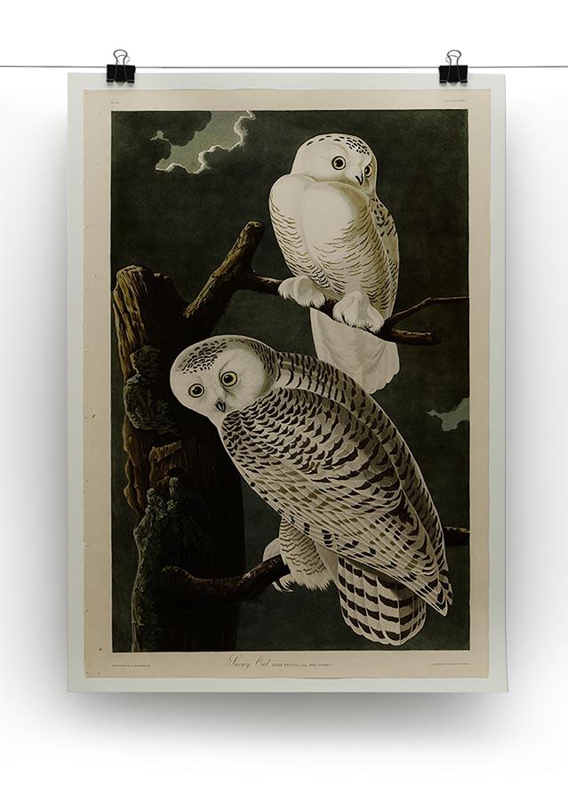Snowy Owl by Audubon Canvas Print or Poster - Canvas Art Rocks - 2