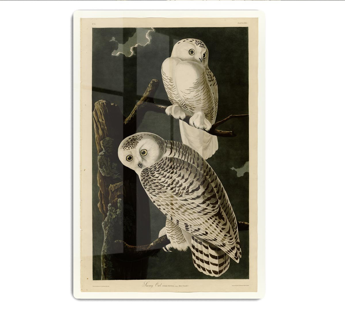 Snowy Owl by Audubon HD Metal Print - Canvas Art Rocks - 1