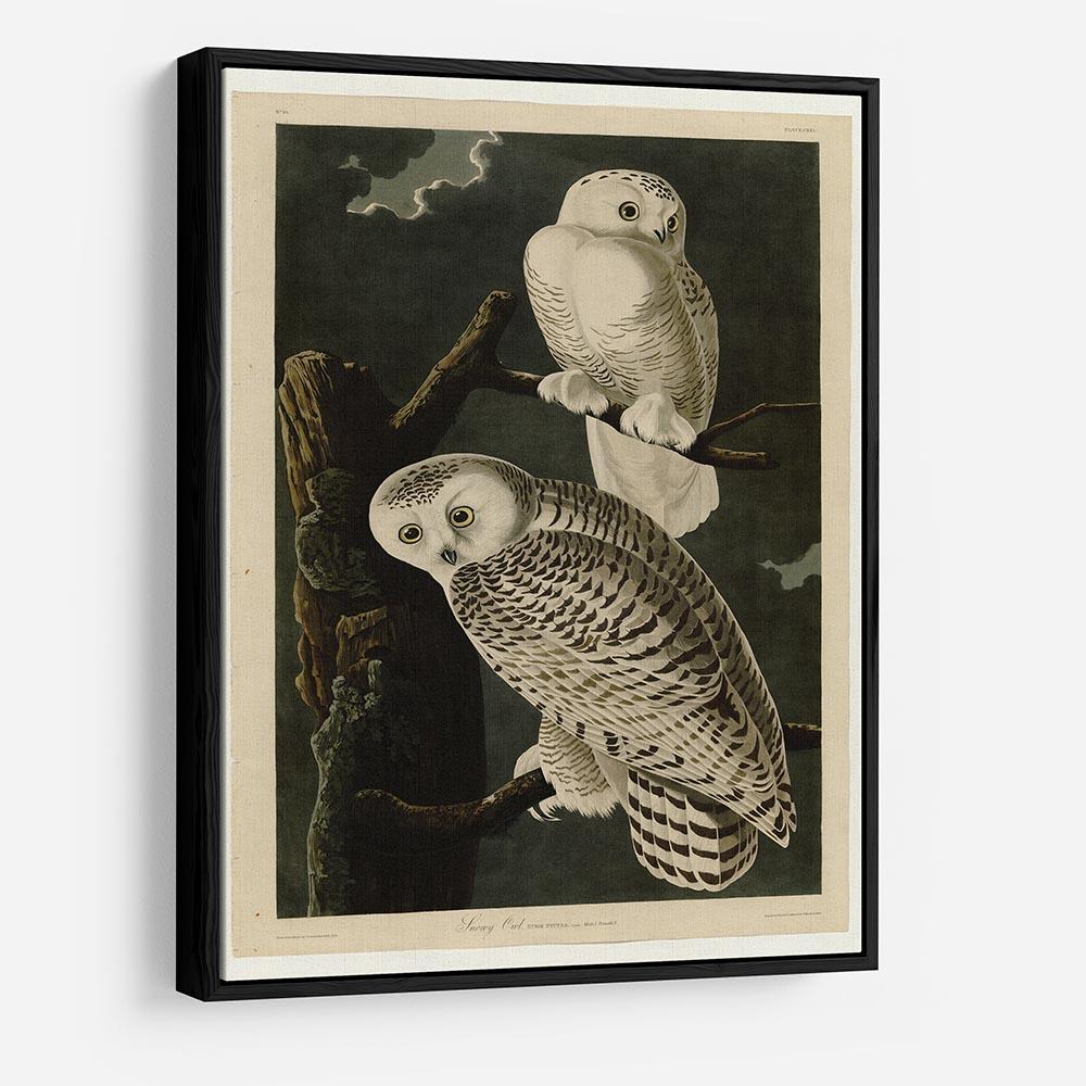 Snowy Owl by Audubon HD Metal Print - Canvas Art Rocks - 6