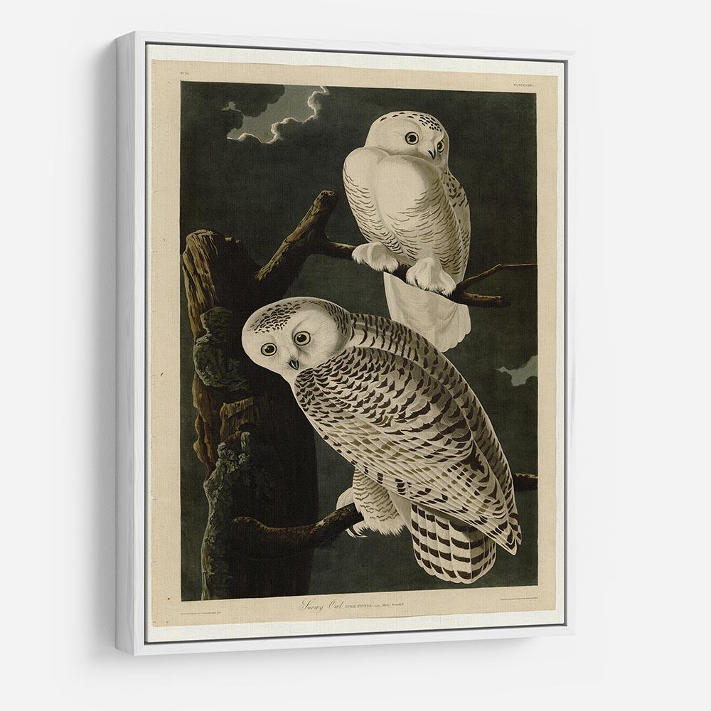 Snowy Owl by Audubon HD Metal Print - Canvas Art Rocks - 7