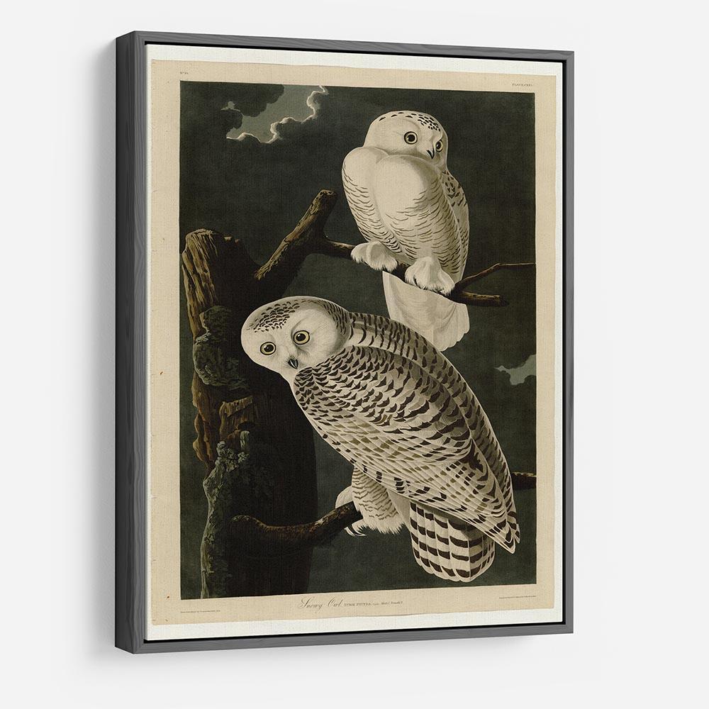 Snowy Owl by Audubon HD Metal Print - Canvas Art Rocks - 9