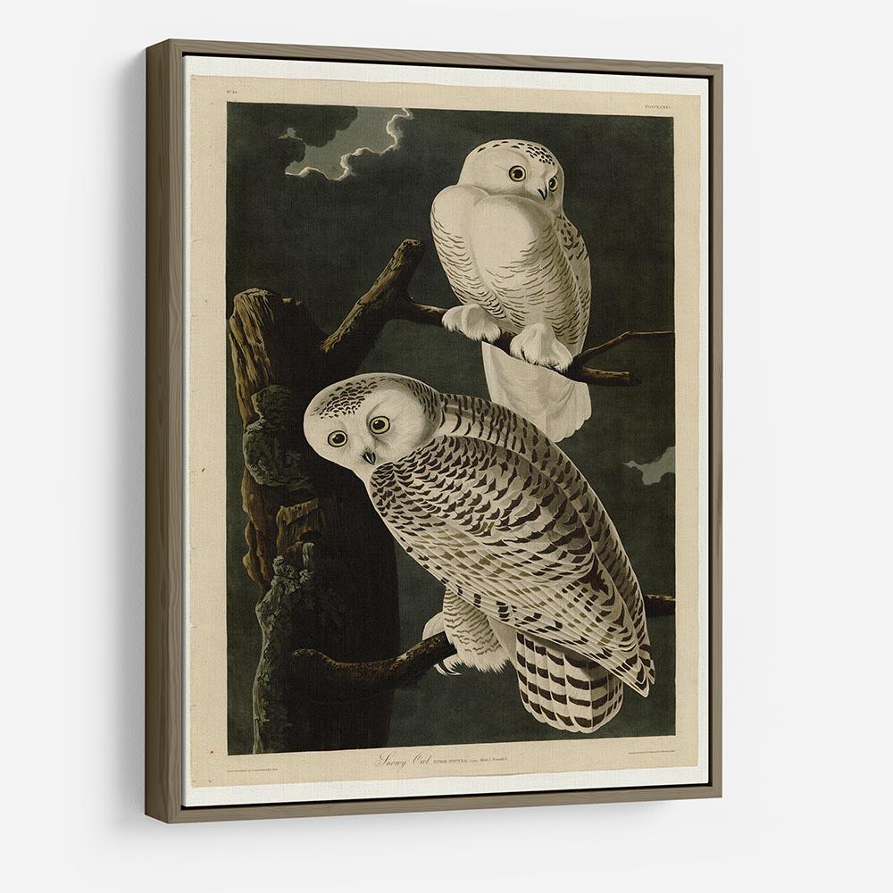 Snowy Owl by Audubon HD Metal Print - Canvas Art Rocks - 10