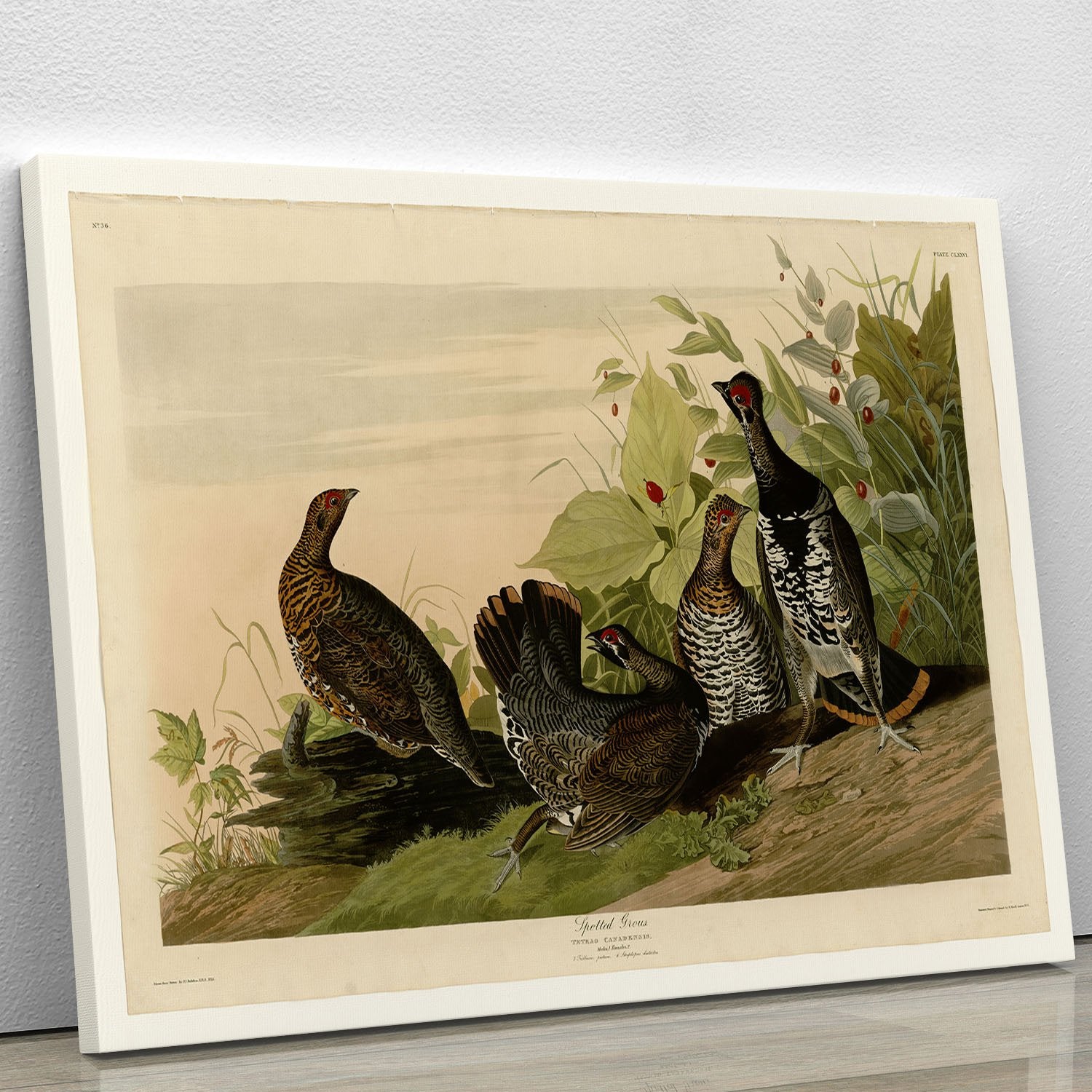 Spotted Grouse by Audubon Canvas Print or Poster