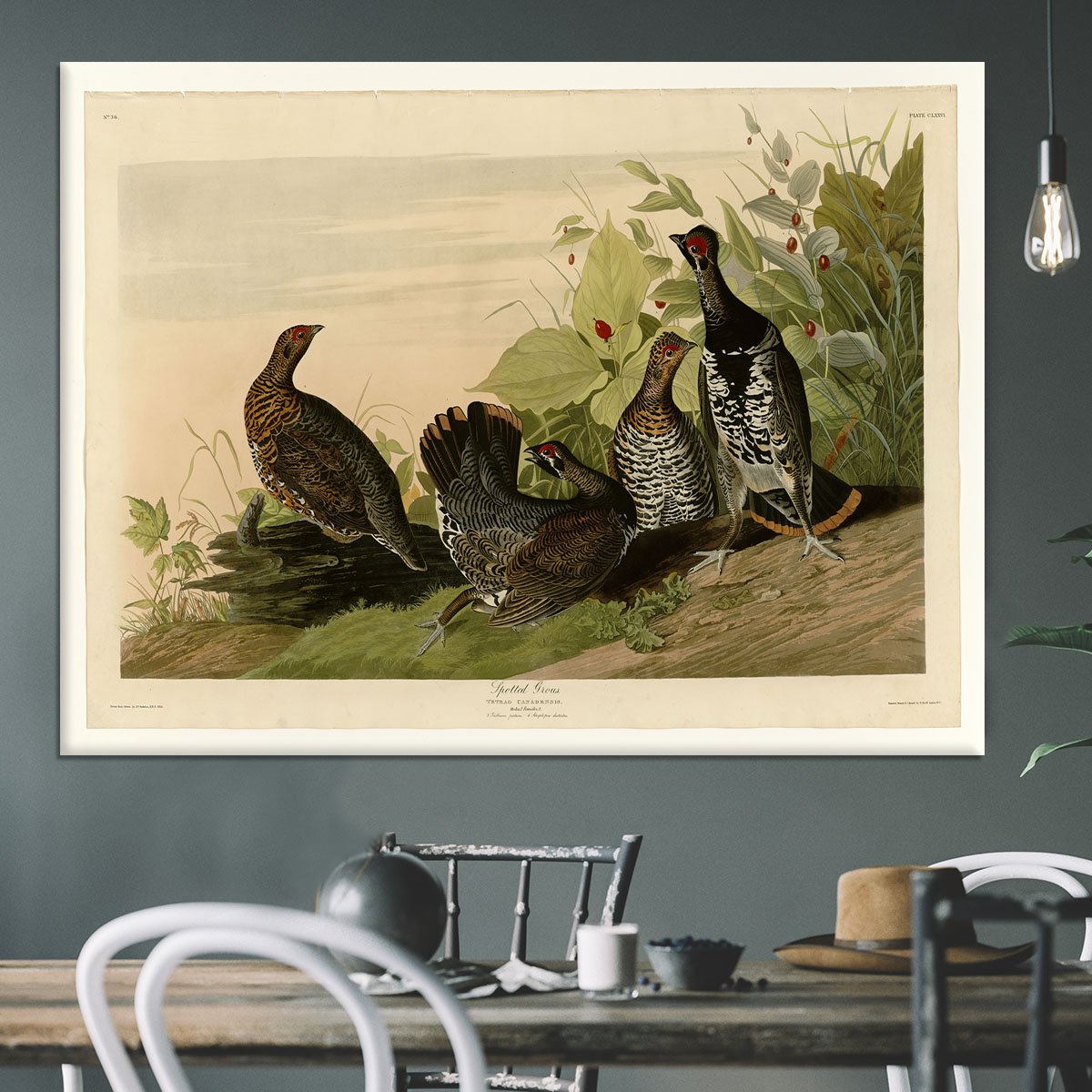 Spotted Grouse by Audubon Canvas Print or Poster