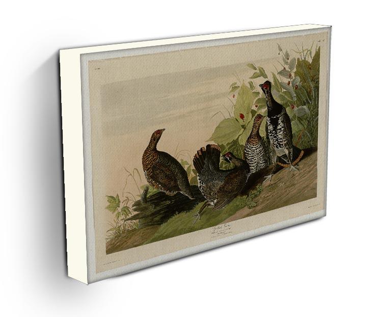 Spotted Grouse by Audubon Canvas Print or Poster - Canvas Art Rocks - 3