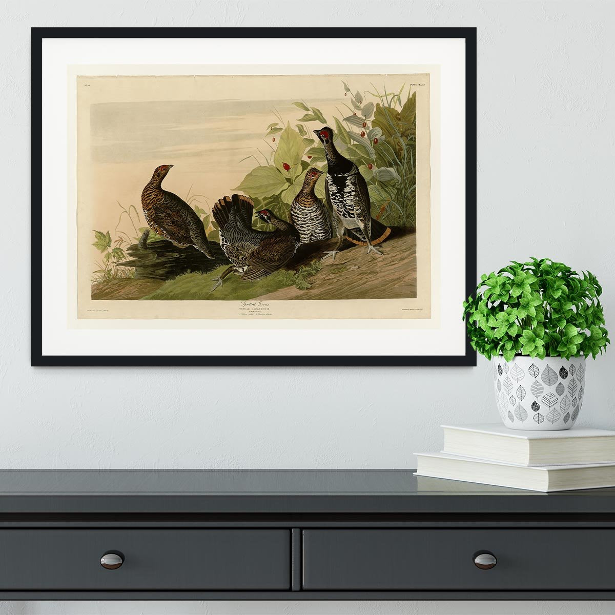 Spotted Grouse by Audubon Framed Print - Canvas Art Rocks - 1