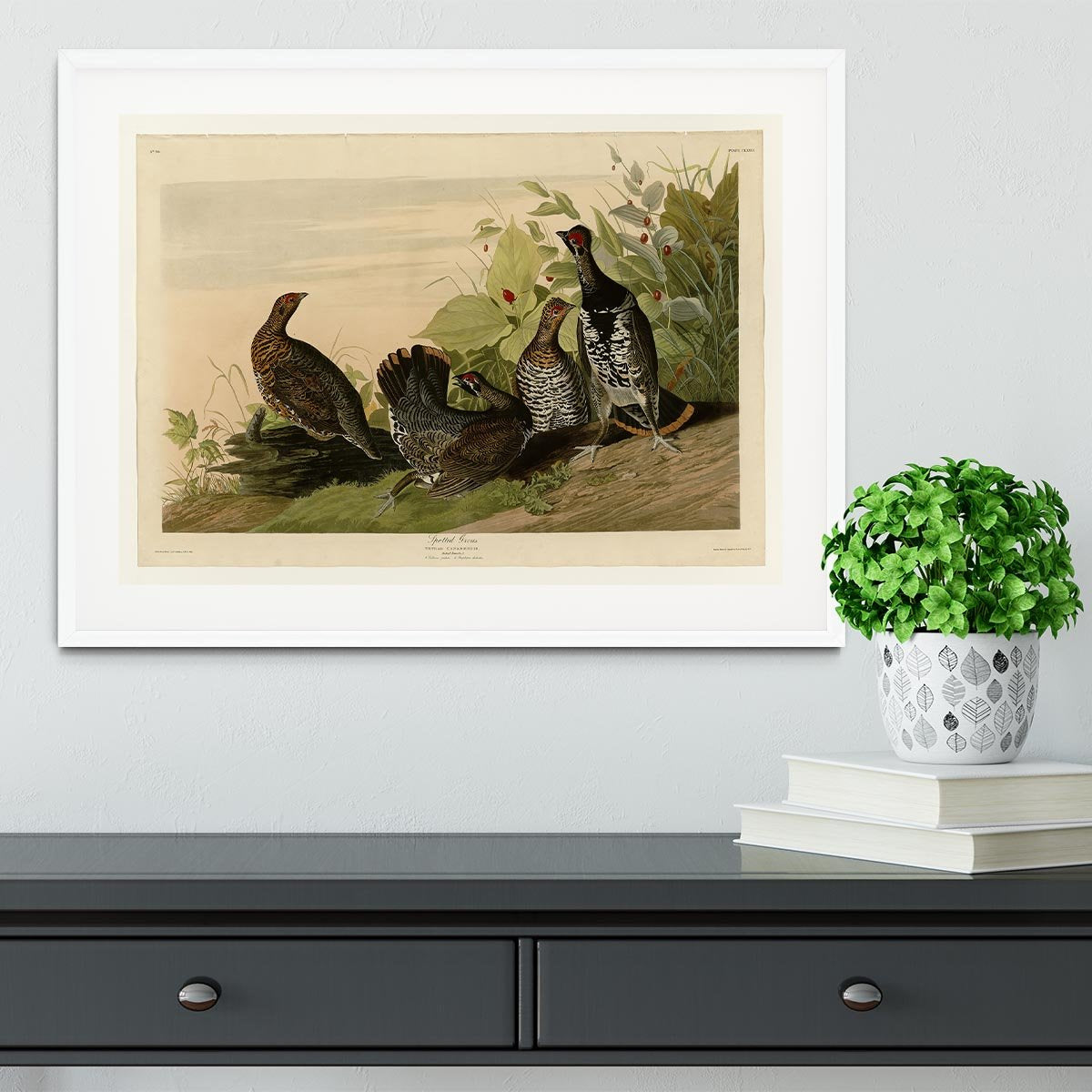 Spotted Grouse by Audubon Framed Print - Canvas Art Rocks - 5