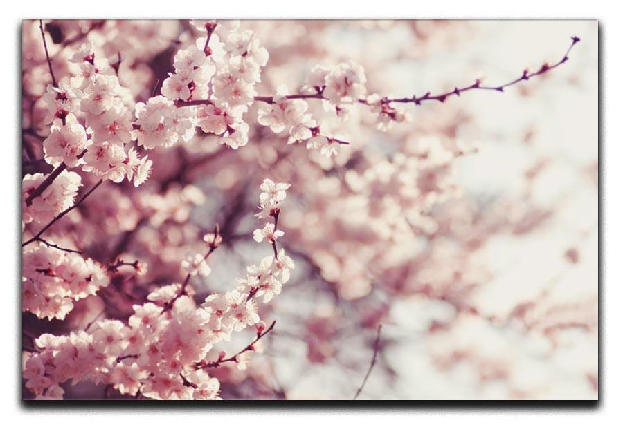Spring Cherry blossoms Canvas Print or Poster  - Canvas Art Rocks - 1