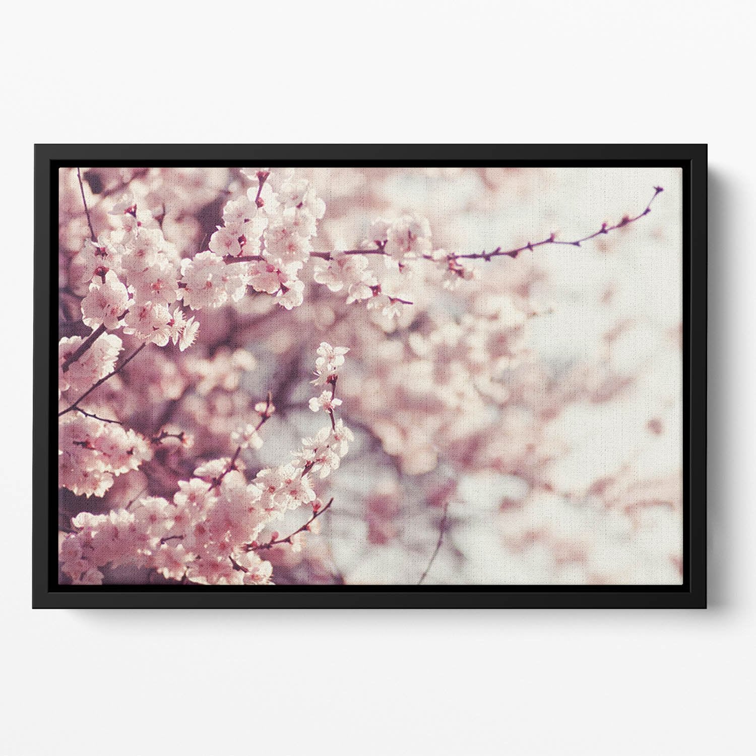 Spring Cherry blossoms Floating Framed Canvas
