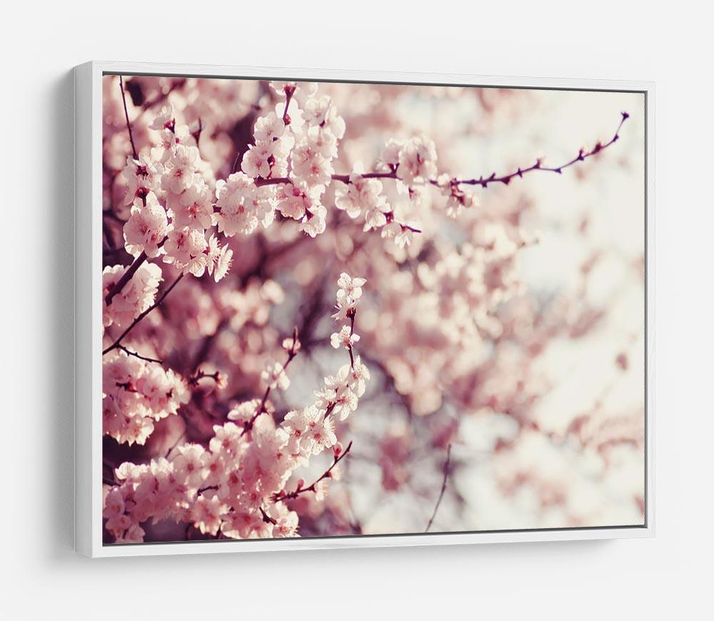 Spring Cherry blossoms HD Metal Print