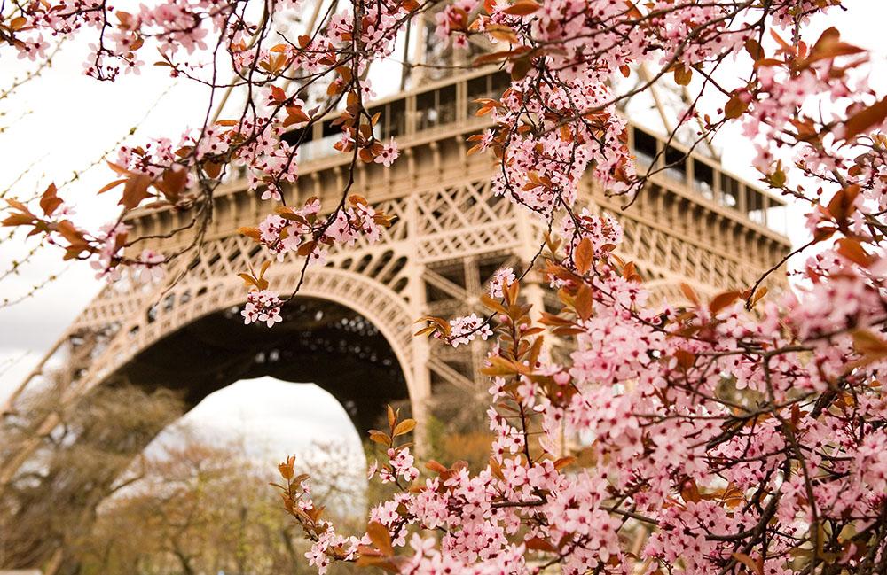 Spring in Paris Wall Mural Wallpaper - Canvas Art Rocks - 1