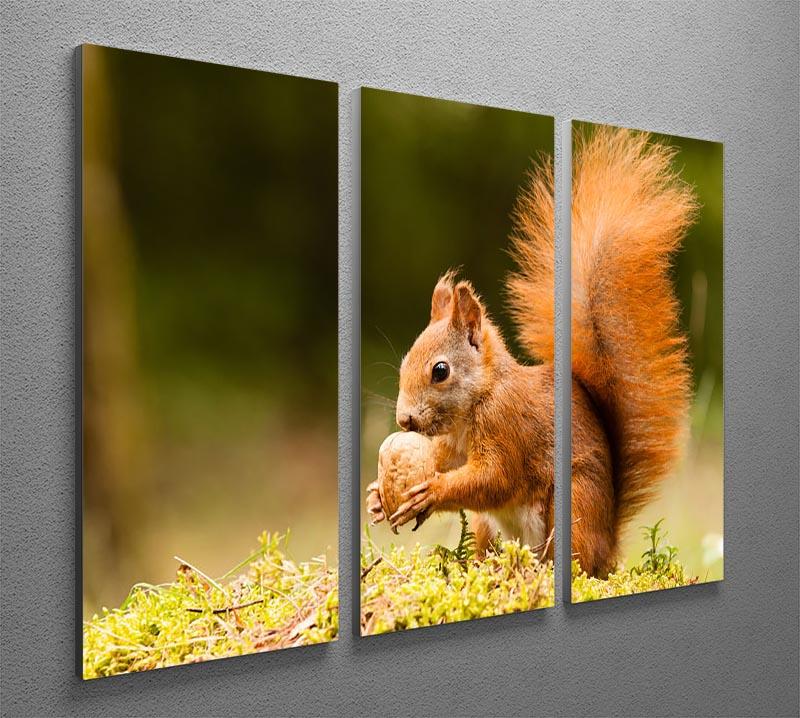 Squirrel with nut 3 Split Panel Canvas Print - Canvas Art Rocks - 2