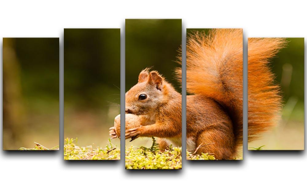 Squirrel with nut 5 Split Panel Canvas - Canvas Art Rocks - 1