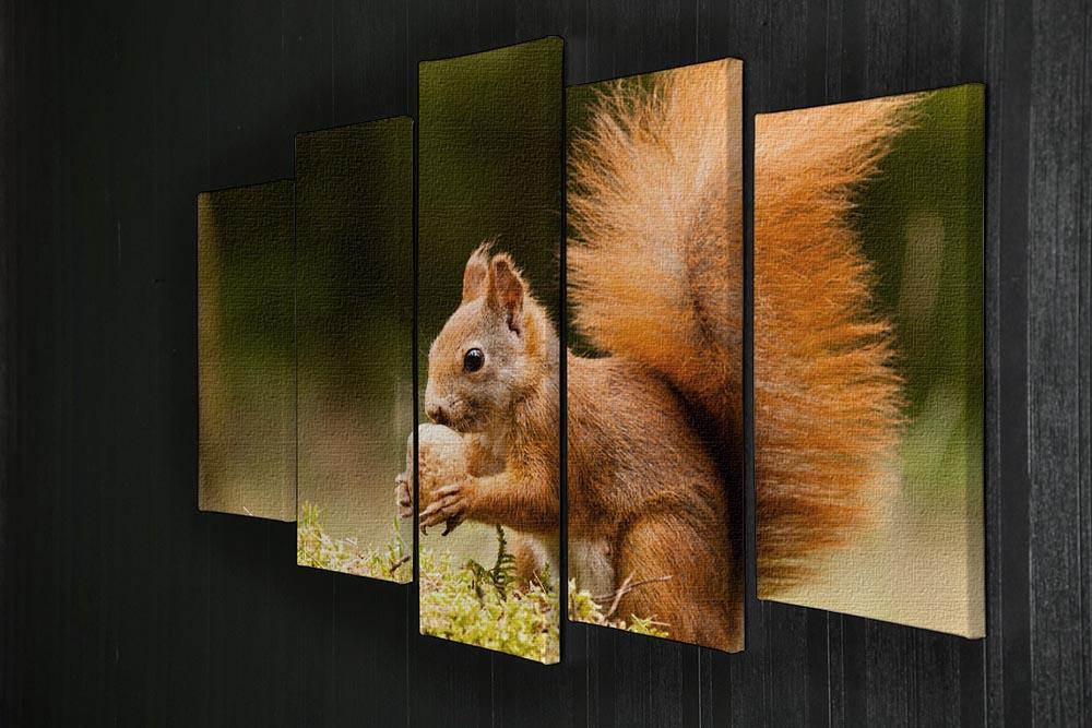 Squirrel with nut 5 Split Panel Canvas - Canvas Art Rocks - 2