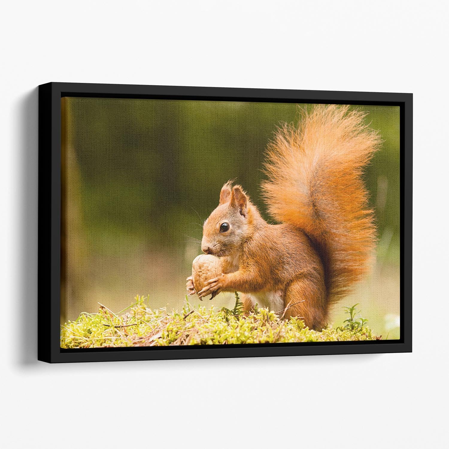 Squirrel with nut Floating Framed Canvas - Canvas Art Rocks - 1