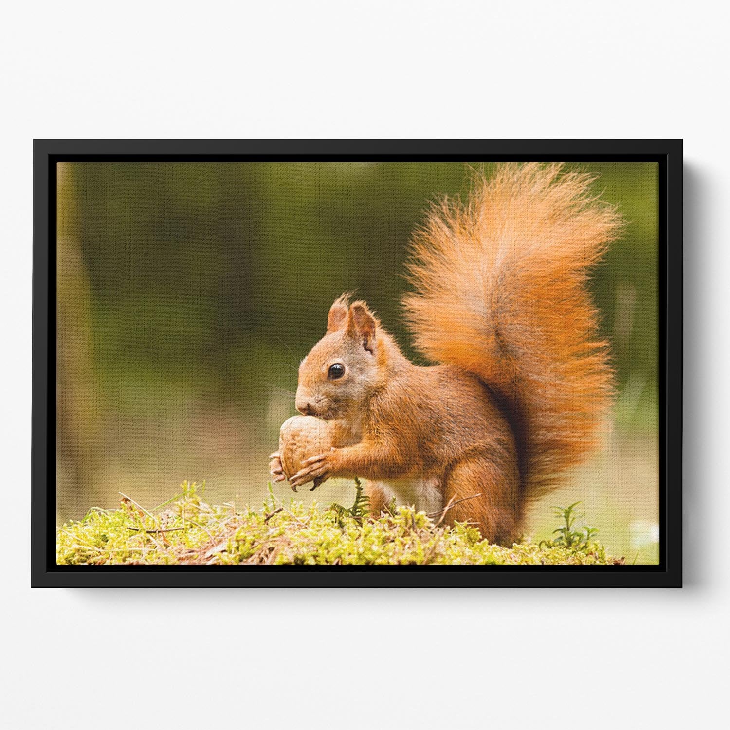 Squirrel with nut Floating Framed Canvas - Canvas Art Rocks - 2