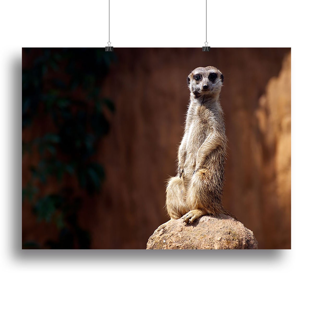 Standing African suricata meerkat Canvas Print or Poster