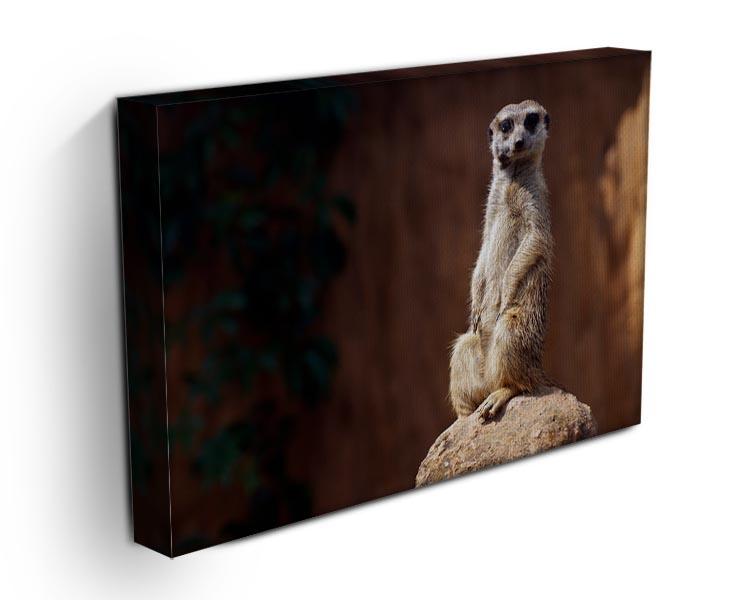 Standing African suricata meerkat Canvas Print or Poster - Canvas Art Rocks - 3