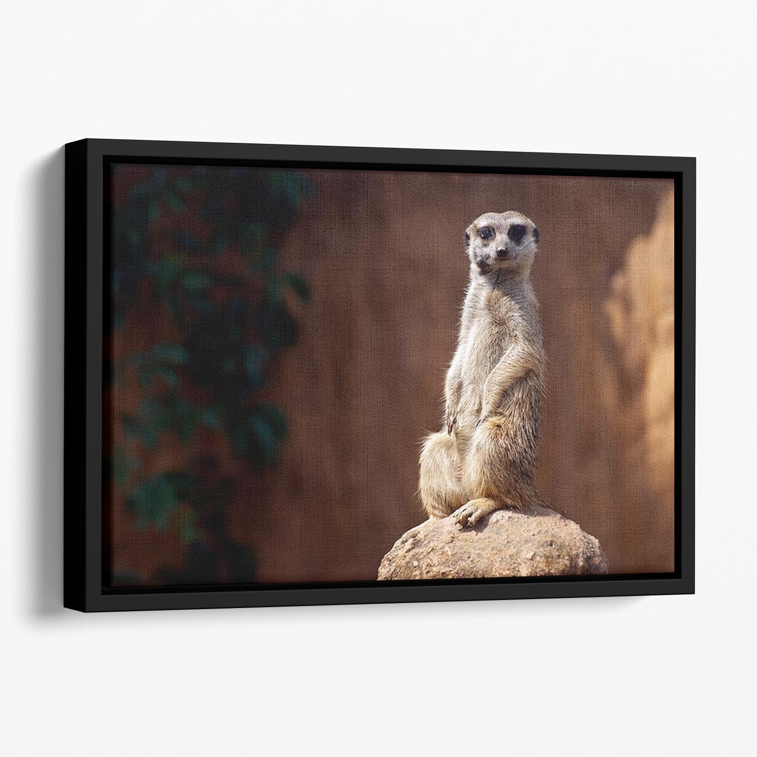 Standing African suricata meerkat Floating Framed Canvas - Canvas Art Rocks - 1