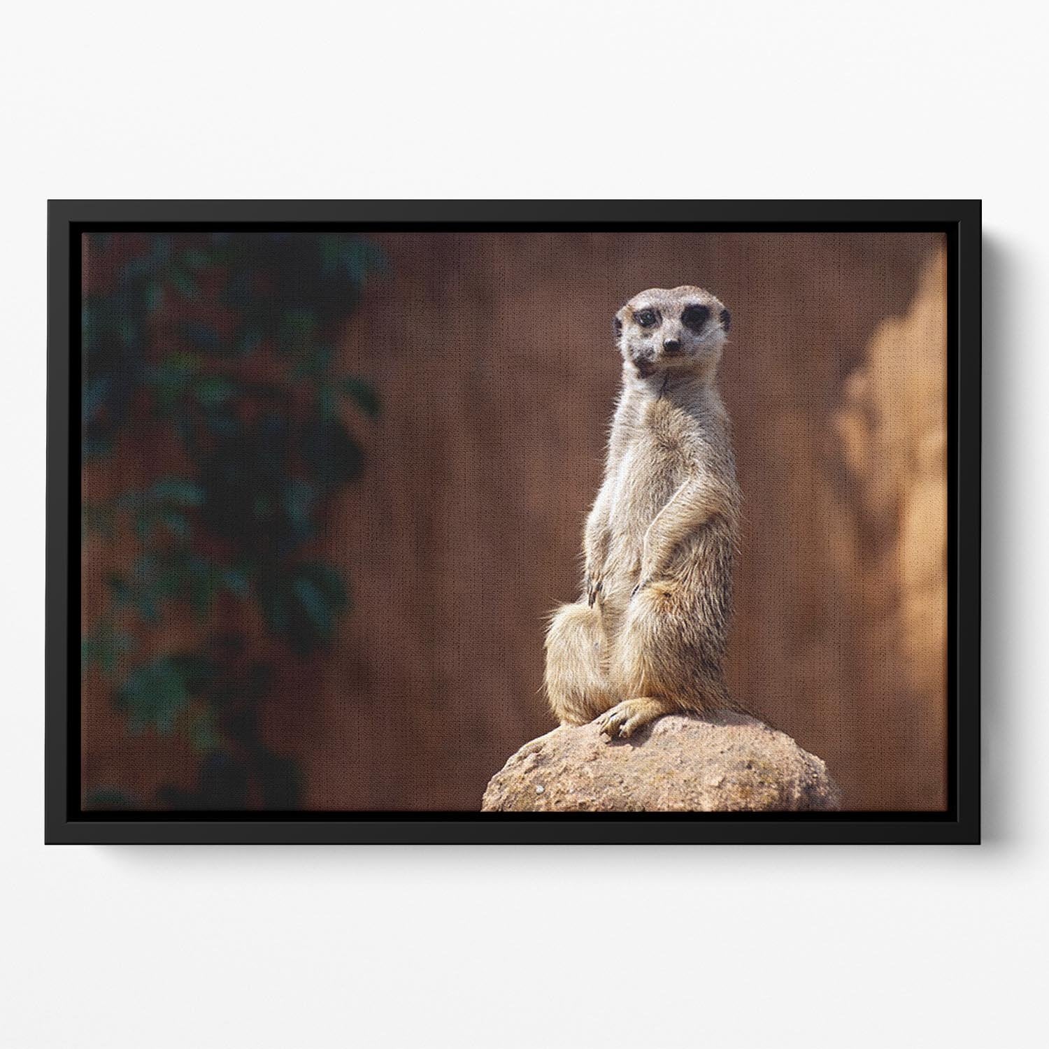 Standing African suricata meerkat Floating Framed Canvas - Canvas Art Rocks - 2