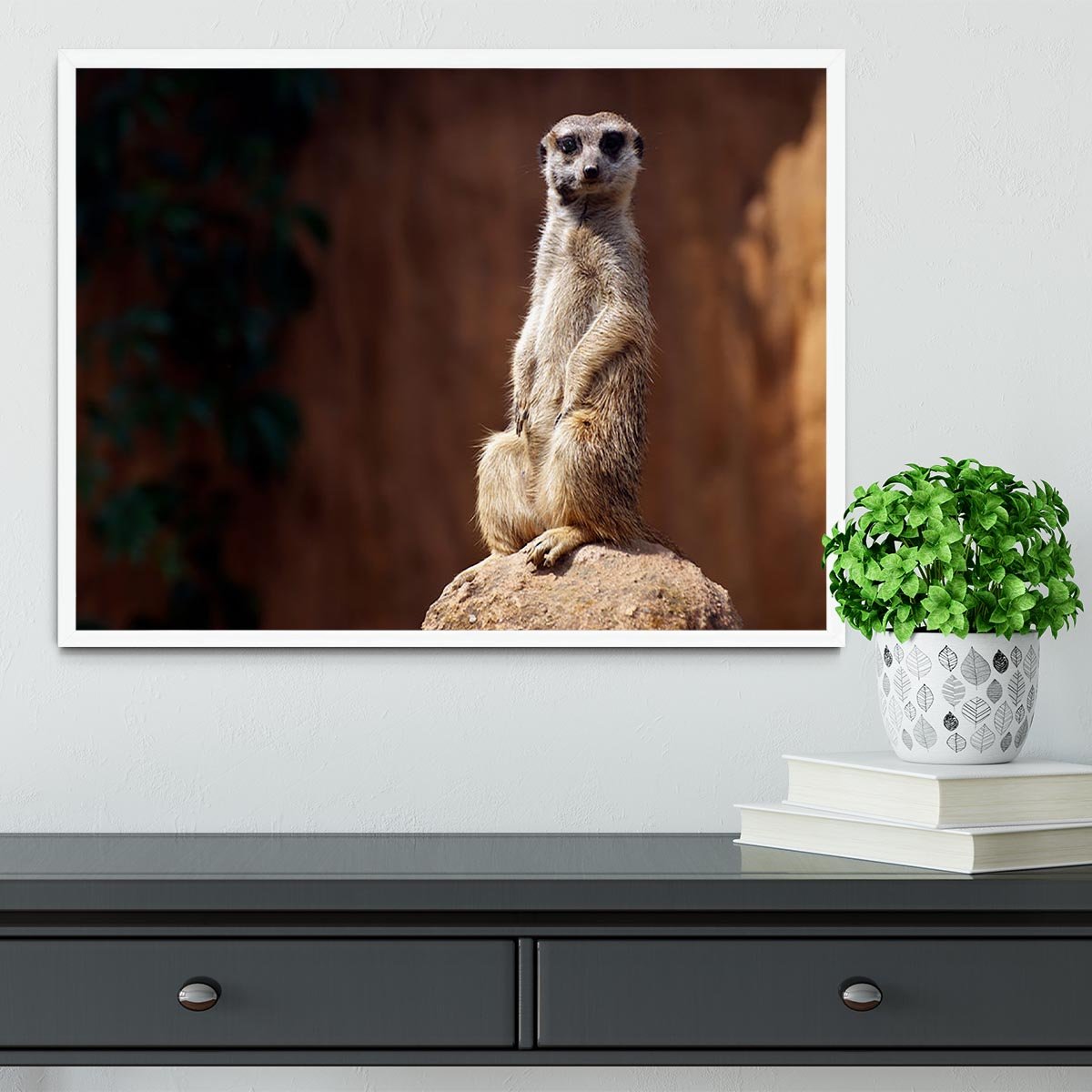 Standing African suricata meerkat Framed Print - Canvas Art Rocks -6